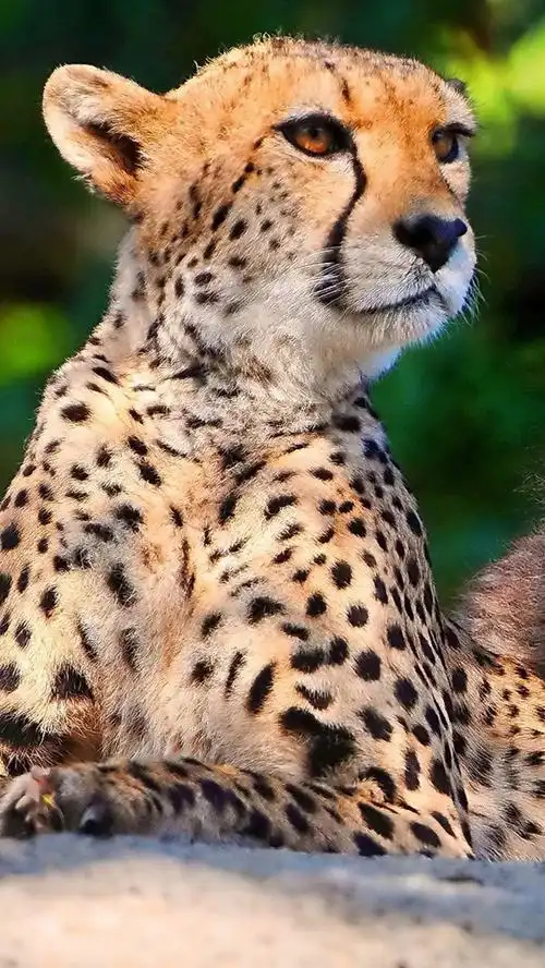 大型猫科动物:猎豹 iphone 壁纸