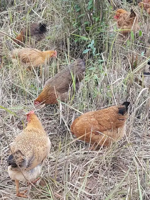 专业养殖农村生态走地土鸡:需要随时找小蔡:13600469685/13609606685