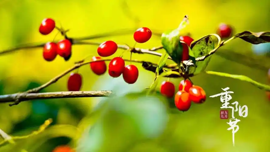 重阳节唯美迷人山茱萸微距摄影