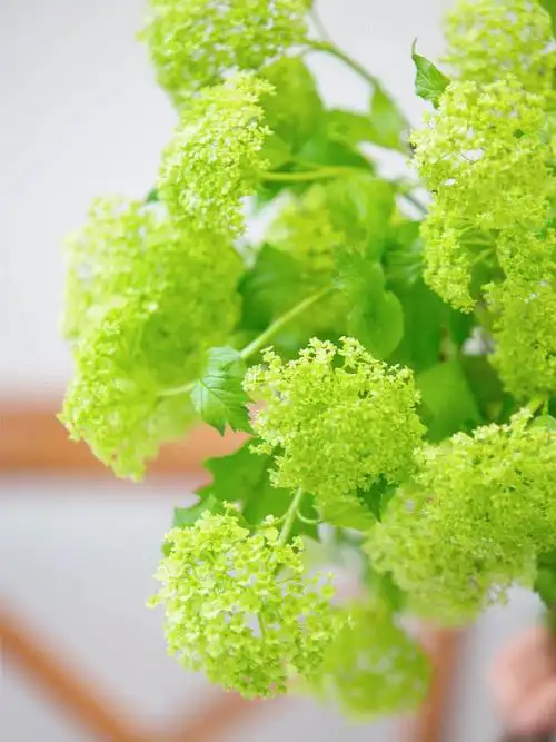 高级感小众花材植感生活木绣球