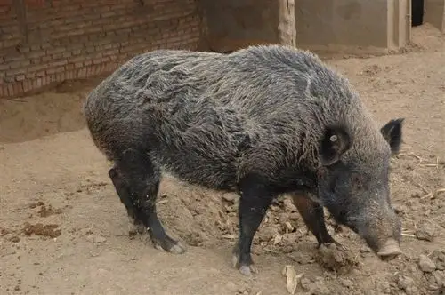 特种野猪养殖利润额尔古纳纯种野猪养殖场