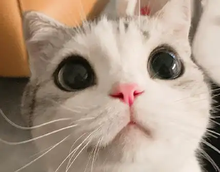 香香软软的小泡芙是什么猫表情包可谓是应有尽有