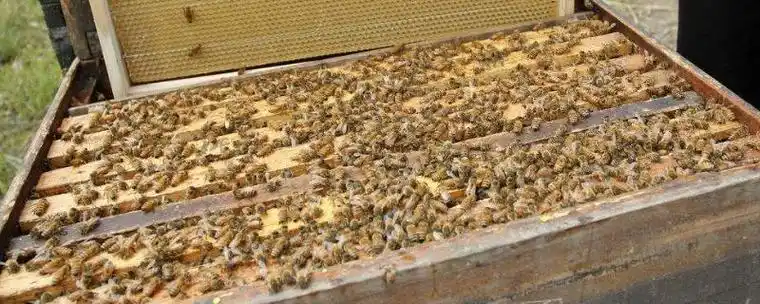 王台封盖后几天会自然分蜂封盖后几天出新王