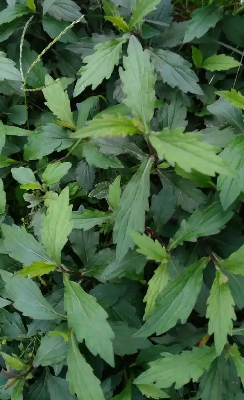 花园菜园 - 美篇