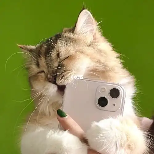 小猫咪的自拍照