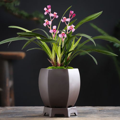 紫砂花盆精品高盆方形大口径兰花盆专用托盘特价菖蒲绿植盆栽盆景