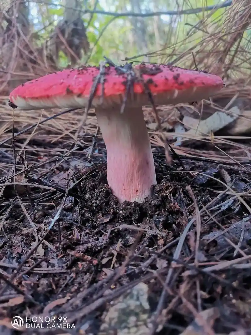 红蘑菇.好多人说有毒.可是我从小吃到大. - 抖音
