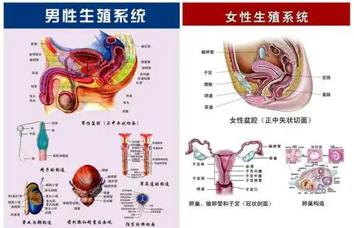 干细胞与人体关系——干细胞改善生殖系统