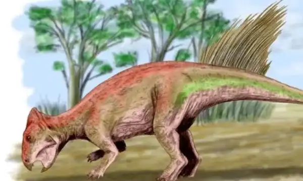 辽宁角龙辽宁小型植食性角龙体长仅1米颈盾短