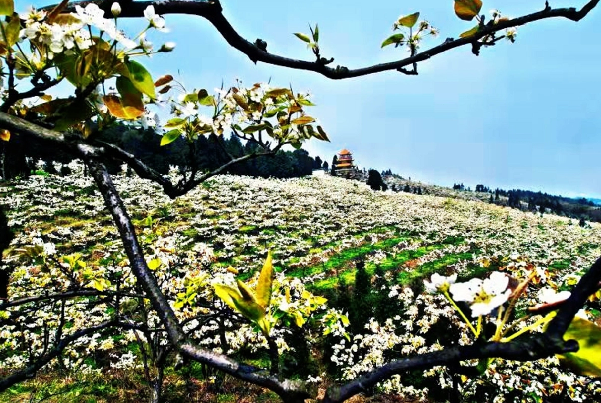 渝北放牛坪第十一届梨花节本月15日开幕
