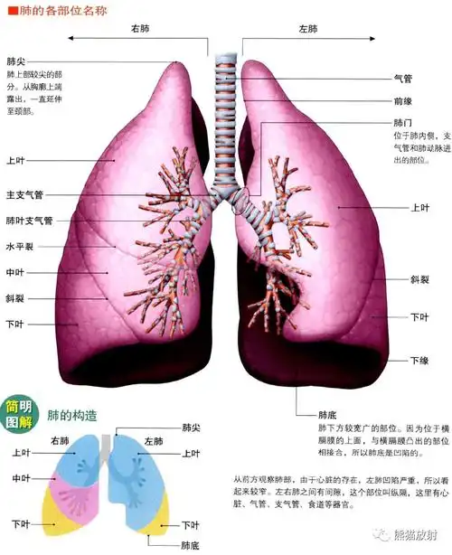 3d解剖丨胸部,肺部,心脏_肺叶_简图_热门资源