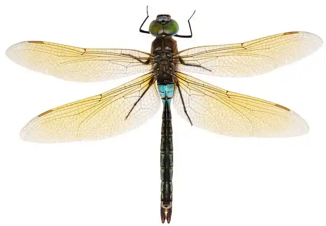 彩色卡通蜻蜓图片下载素材