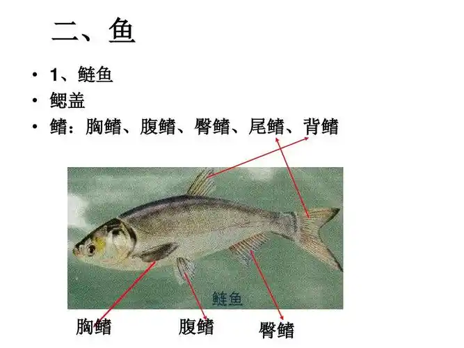 1.4《鱼》课件(共8张ppt)