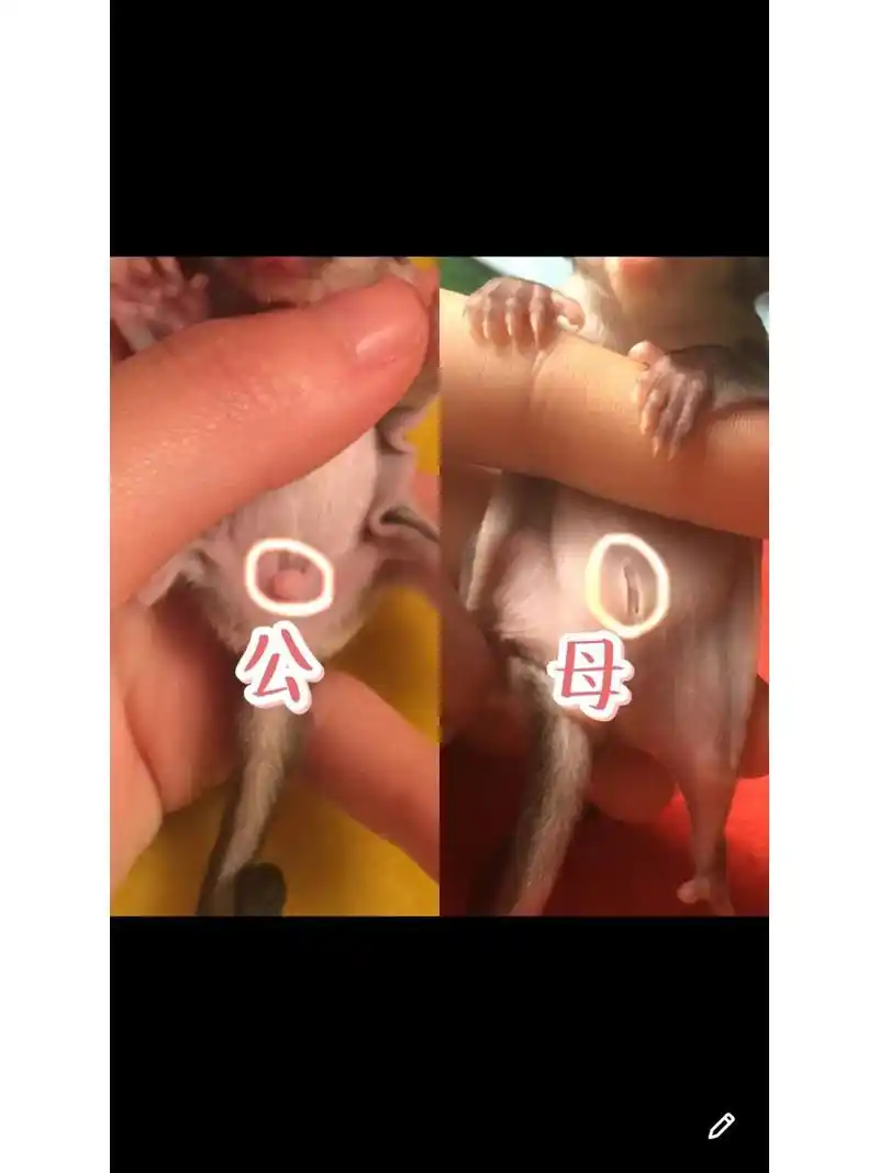 蜜袋鼯,怎么看公母 蜜袋鼯,怎么看公母,对照图片一目了然.