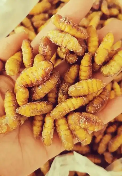 金丝蚕蛹新鲜低温速冻冷冻肉质肥厚个头饱满山东特产1斤包邮-阿里巴巴