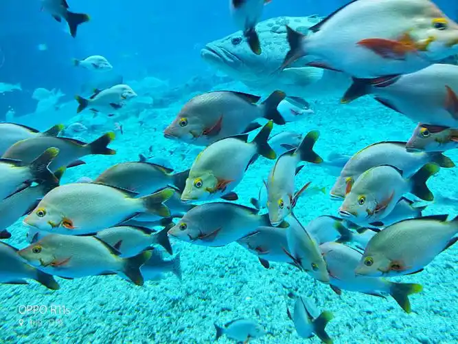 很多的鱼