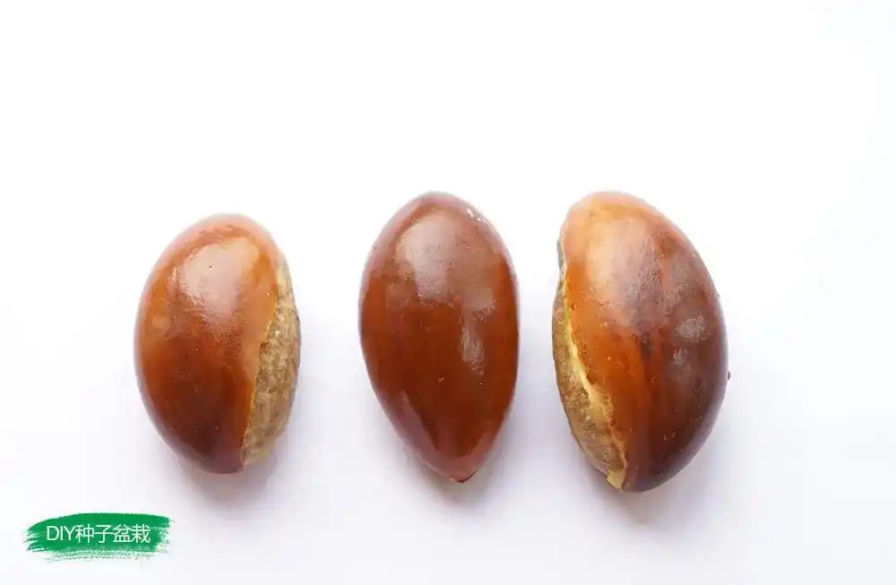 我的种子盆栽日记|蛋黄果