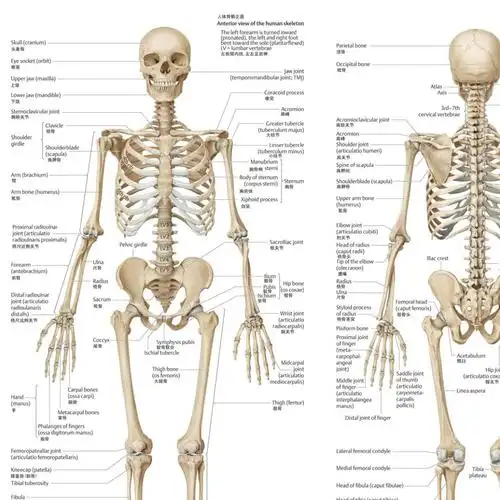 男女骨骼差异:男性宽肩窄臀,骨骼粗大.女性宽臀削肩,骨骼纤细.