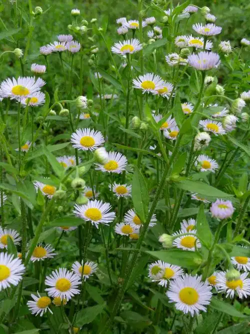 下面是新拍的一年蓬.