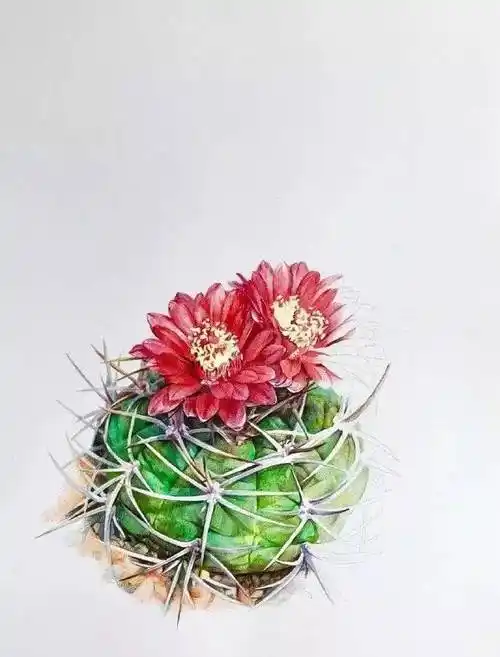 如何画好一盆彩铅仙人球!