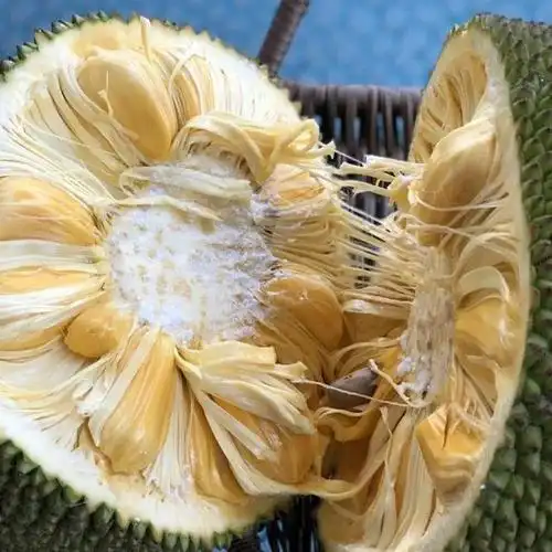 海南菠萝蜜热带水果皇后爆甜爽脆果大苞多闻着舒服吃得甜香味口口回甘