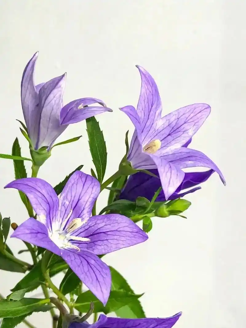 中国桔梗 花语: 1,白色桔梗花:代表一直不变的真 - 抖音