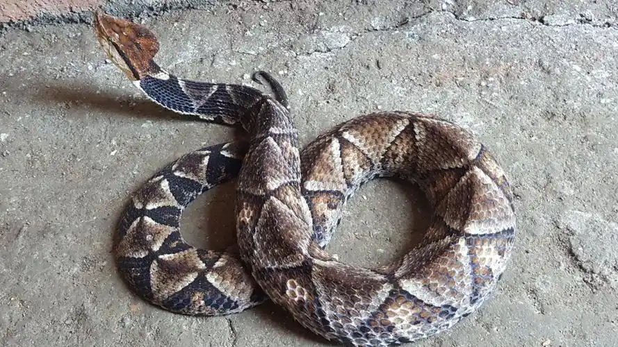 "岩头斑"书名"五步蛇"道真气候,环境条件都适合蛇类生存.