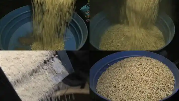 大米脱粒过程视频素材