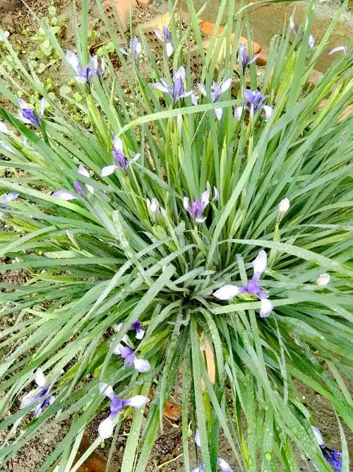 库房院里栽的马莲花开了