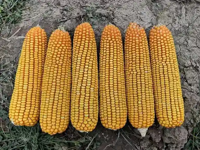 日照高产玉米新品种