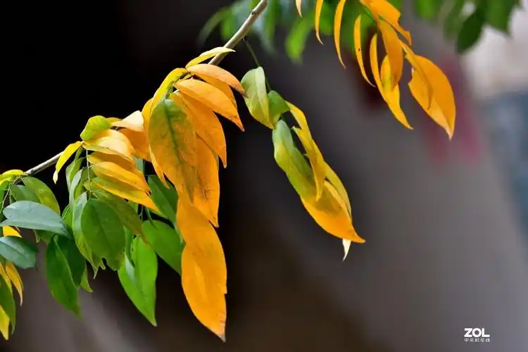 变黄色的黄花梨树叶