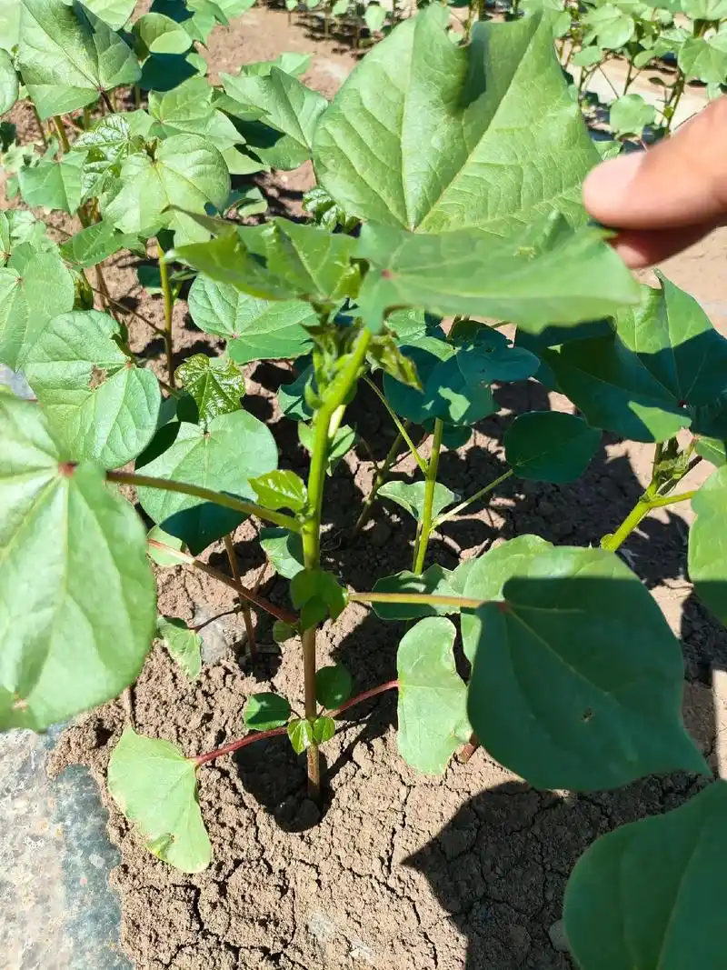 棉花头水进水,目前两极分化严重,一部分是株高30-45厘米的旺长棉苗