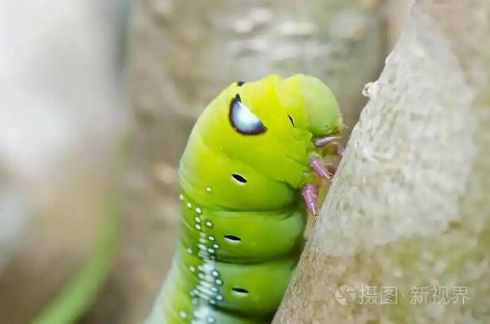 在绿色自然中的蠕虫