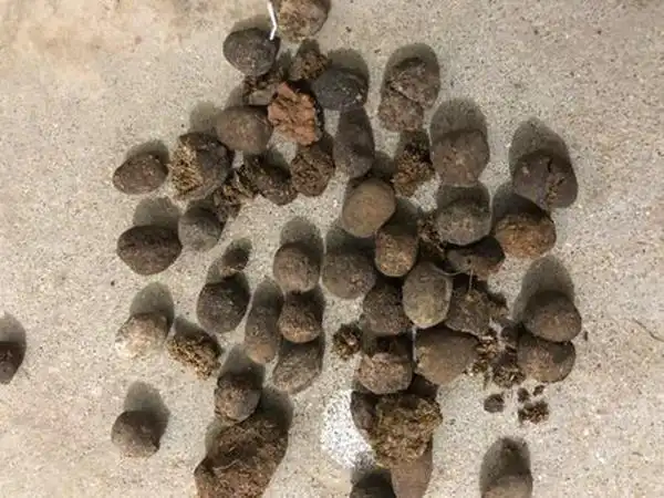 两种不起眼的东西,确实是养花的好宝贝,放在盆里预防土壤板结