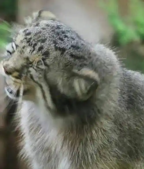 【付费干货】我拿不到西瓜,所以只能计较芝麻体现的态度.