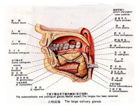 大唾液腺的作用