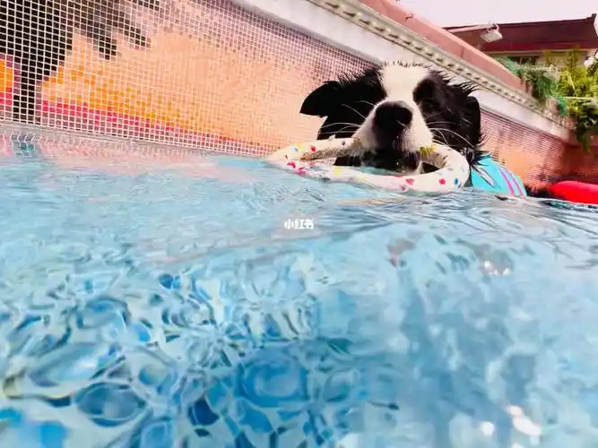 又到了狗狗可以游泳的季节啦[doge]#沉浸式养宠  #边牧