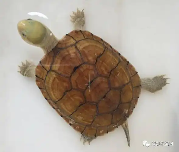 金钱龟石金钱龟真的不一样