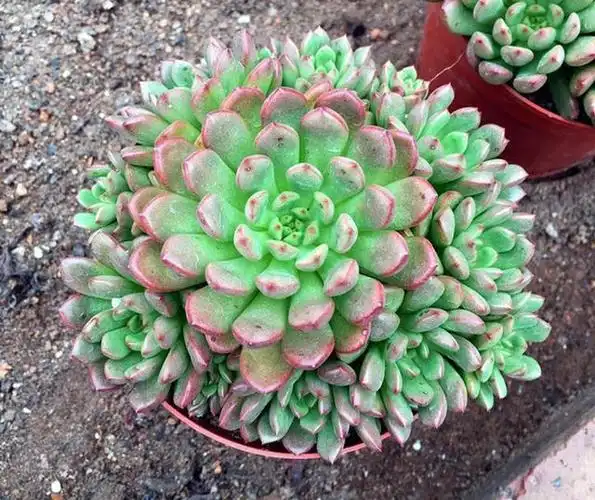 肥多肉花卉盆载多肉植植物组合盆栽精品多肉红宝石桃蛋植物盆栽室内