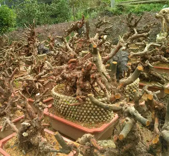 虽然平俗普通但也灿烂迷人桃金娘盆景有得食有得玩愉悦