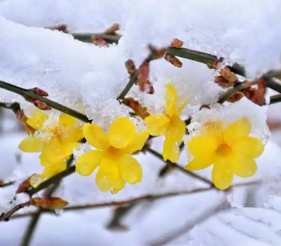 迎春花傲雪 - 美篇