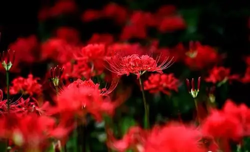 【邂逅秋天的曼珠沙华】龙宝山花仙谷徒步活动公告