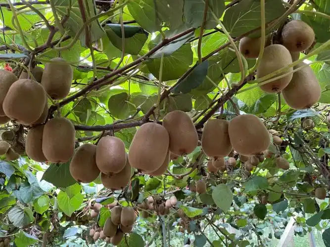 嗯挂在树上的猕猴桃07迷人的咧