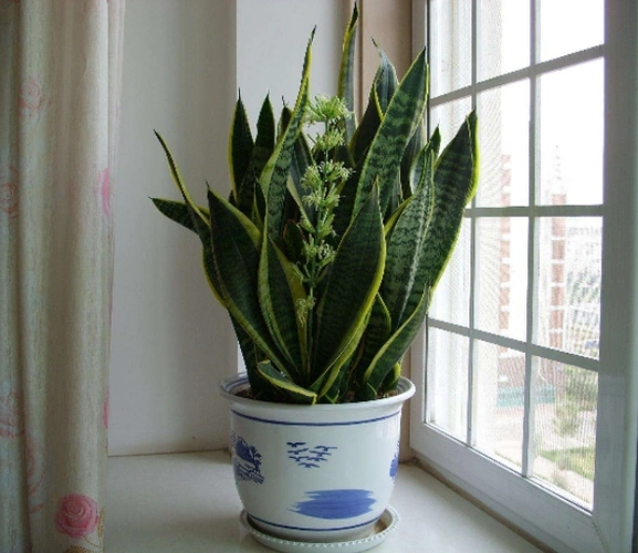 虎皮兰在风水上有着招财旺人的寓意,所以日常在养护虎皮兰时要注意它