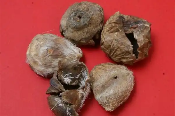 麝香是天然的吗 天然麝香和人工麝香的区别