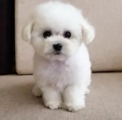 第七对:白色比熊与白色泰迪