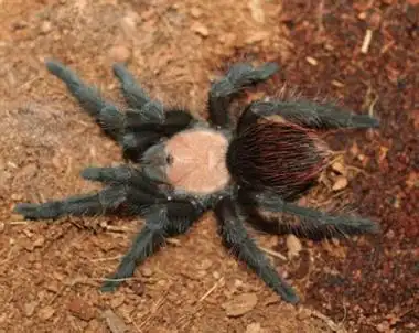 墨西哥金背红尾蜘蛛