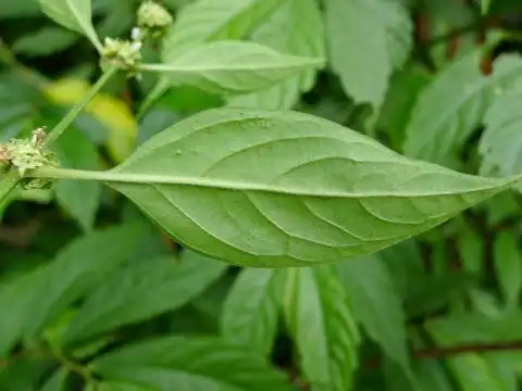 hedyotis uncinella hook. & arn.