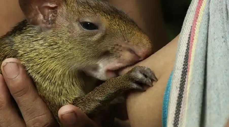 他们是仅存仍会用自己的乳汁给动物哺乳的部落 | 英国那些事儿