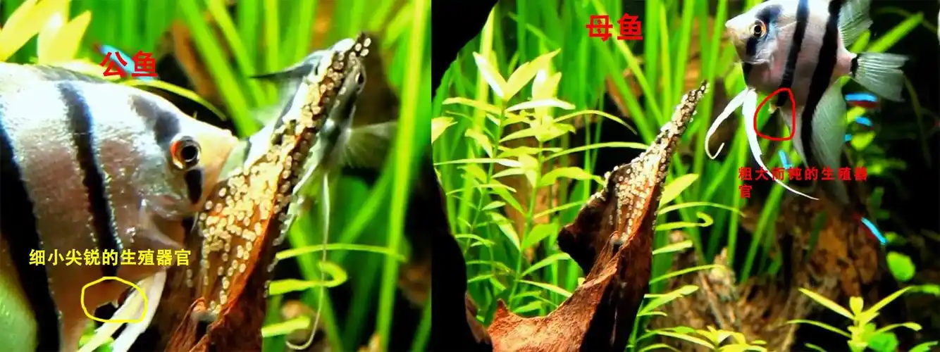 小知识燕鱼怎么分公母图片图解告诉你通过3种方法进行区分